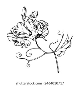 Ilustración de tinta gráfica de Vector dibujado a mano flores botánicas hojas. Dulce guisante eterno, leguminosa veza. Ramo de ramas aislado sobre fondo blanco. Boda de diseño, tarjetas de amor, tienda floral