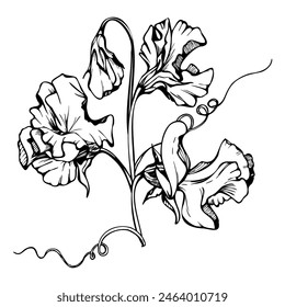 Hand drawn vector graphic ink illustration botanical flowers leaves. Sweet everlasting pea, vetch bindweed legume. Branch bouquet isolated on white background. Design wedding, love cards, floral shop