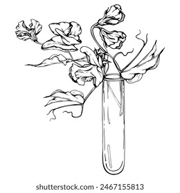 Handgezeichnete Vektorgrafik grafische Tinte Illustration botanische Blütenblätter. Süße immerwährende Erbse, Wicke gebunden Hülsenfrüchte. Glasvase Bouquet isoliert weißen Hintergrund. Design Hochzeit, Liebeskarten, Blumenladen