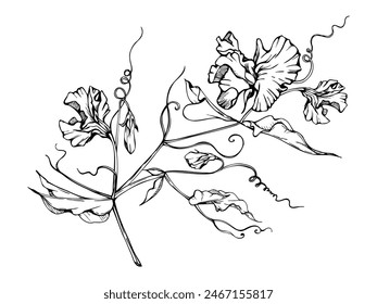 Hand drawn vector graphic ink illustration botanical flowers leaves. Sweet everlasting pea, vetch bindweed legume. Branch bouquet isolated on white background. Design wedding, love cards, floral shop