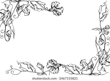 Hand drawn vector graphic ink illustration botanical flowers leaves. Sweet everlasting pea, vetch bindweed legume tendrils. Border frame isolated white background. Design wedding, cards, floral shop