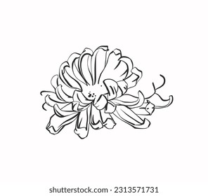 Hand drawn vector graphic line art illustration of chrysanthemum plant blooming flower isolated on white background. Nature flower sketch design concept. Freehand botanical sketching illustration.