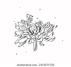 Dibujo manual de la línea gráfica de la línea gráfica ilustrativa de la flor floreciente de la planta de crisantemo aislada en fondo blanco. Concepto de dibujo de flor natural. Ilustración de bocetos botánicos de mano libre.