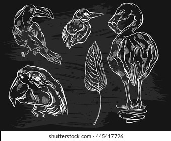 Hand drawn vector graphic lined illustrations set of tropical birds toucan,parrot macaw,flamingo and kingfisher.