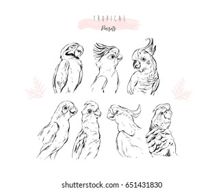 Hand drawn vector graphic lined illustration collection set of tropical exotic paradise birds parrots isolated on white background