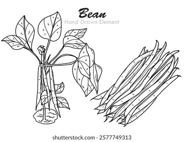 Hand Drawn vector of green beans, Vegetables, asian, nuts, diet, nutrition, food, healthy, fresh