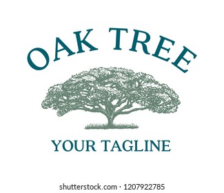 Hand Drawn Vector Green Oak Tree with Grass Sign Symbol Vintage Company Logo Template Design Inspiration 