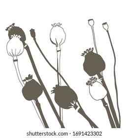 Ilustración gris vectorial dibujada a mano de amapolas. Impresión floral. 
