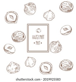Hand drawn vector hazelnut cores in shell sketch illustration. Healthy nature organic food, peeled kernels. Isolated hazel fruit images for design, packaging, menu