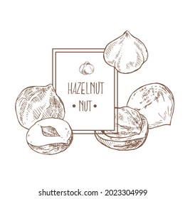 Hand drawn vector hazelnut cores in shell sketch illustration. Healthy nature organic food, peeled kernels. Isolated hazel fruit images for design, packaging, menu