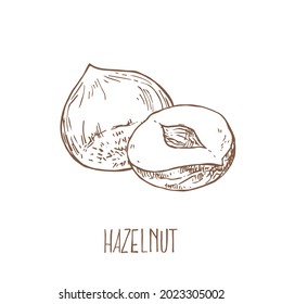 Hand drawn vector hazelnut cores in shell sketch illustration. Healthy nature organic food, peeled kernels. Isolated hazel fruit images for design, packaging, menu