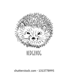 Hand drawn vector hedgehog.T-shirt print, fashion print design
