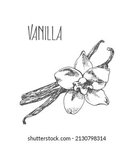 Hand drawn vector herbal vanilla spice illustration. Flowers and pods template for menu, design, packaging. Pasry, bakery aroma condiment image