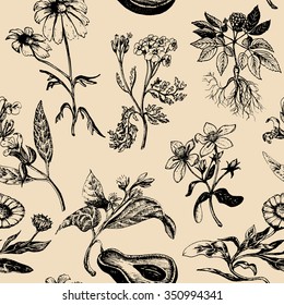 Hand drawn vector herbs. Organic healing plants background. Officinalis, medicinal, cosmetic leaves, seeds, flowers hand  sketched illustration. Vintage floral card or poster.