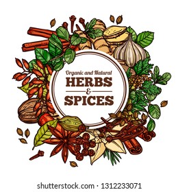 Hand drawn vector herbs and spices with circle frame or label. Background with sketch color illustration of ginger, rosemary, mint, vanilla, cinnamon, chili pepper. Design template for vegetarian food