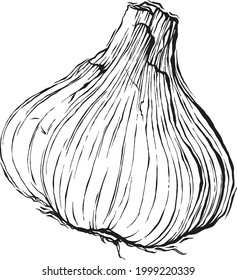 hierbas vectoriales y especias dibujadas a mano. Ilustración de especias orgánicas y frescas.