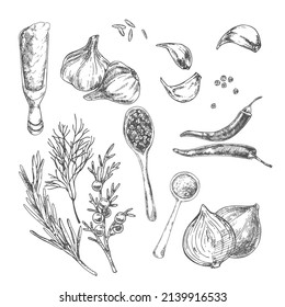 Hand drawn vector herbs and spices vintage illlustration. Aroma food template for card design, label, menu, ad