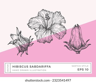 Hand Drawn Vector Hibiscus Sabdariffa Flowers Illustration. Botanical Sketch Drawing with Colorful Background. Isolated