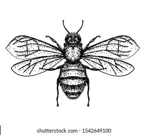 Hand Drawn Vector Honey Bee Isolated Stock Vector (Royalty Free ...