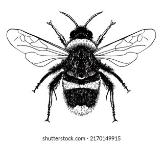 Hand Drawn Vector Honey Bee Isolated Stock Vector (royalty Free 