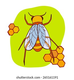Hand drawn vector honey bee illustration