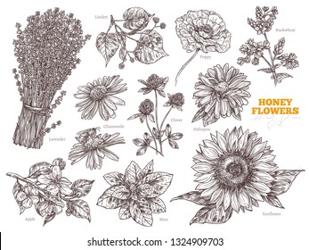 Aceite vectorial dibujado a mano con plantas y flores. Colección de ilustraciones de boceto para apicultura, apicultura y empresa y negocio de carnes. Cucharas, cuchara, panecillos, jarras y ollas, flores silvestres