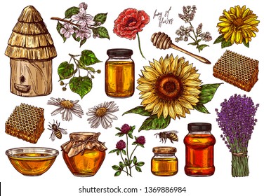 Hand drawn vector honey set with plants and flowers. Collection of sketch illustrations for beekeeping, apiculture and mead company and business. Hives, spoon, honeycomb, jars and pot, wildflowers