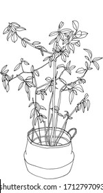 Handgezeichnete Vektorillustration der Hauspflanze auf weißem Hintergrund. Laurel Baum in einem Korbkorb Umriss-Cartoon-Illustration. Gemütlicher Innenraum riesiger skandinavischer Stil