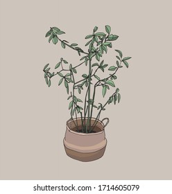 Hand drawn vector of house plant on white background. Laurel tree in a wicker basket color cartoon illustration. Cozy interior huge scandinavian style
