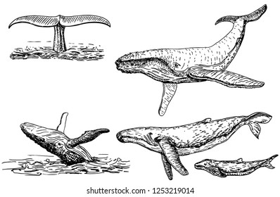 Hand drawn vector humpback whale set. Sketch engraving illustration