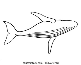 Hand drawn vector of humpback whale isolated on white background. Black and white stock illustration.