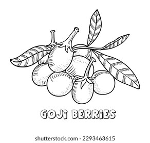 Hand drawn vector icon superfood goji berry. Sketch Illustration in vintage style. Design Template Healthy food.