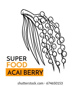 Hand drawn vector icon superfood acai berry. Sketch Illustration in vintage style. Design Template Healthy food.