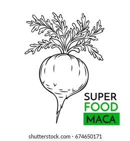 Handgezeichnete Vektorillustration Symbol Superfood Maca. Sketch Illustration im Vintage-Stil. Design Template Gesunde Lebensmittel.