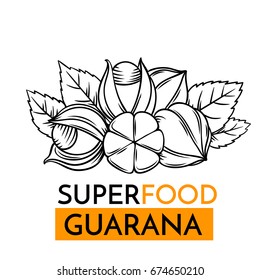 Hand drawn vector icon superfood guarana. Sketch Illustration in vintage style. Design Template Healthy food.