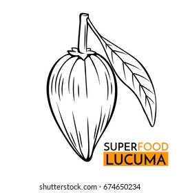 Hand drawn vector icon superfood lucuma. Sketch Illustration in vintage style. Design Template Healthy food.