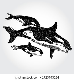 Hand Drawn Vector IIllustration of Killer Whales