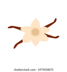 Hand drawn vector illlustraction of vanilla flower with vanilla beans. Isolated on white background