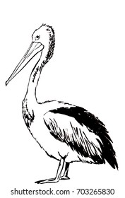 Hand drawn vector illlustration of bird, pelican. Sketch, painting. Black and white