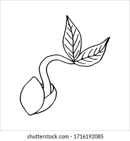 Ilustranión vector dibujado a mano. 
La apariencia de un brote de semillas. Eps 8.