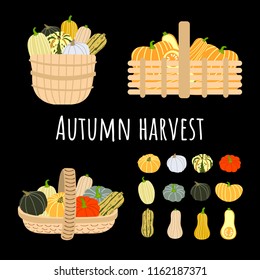 Hand drawn vector illustration of 12 pumpkins and 3 wicker baskets with pumpkins. Flat style design. Concept for gardening, autumn harvest. Perfect for packaging design of healthy food