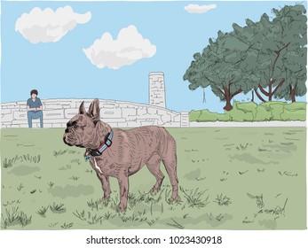 Hand drawn vector illustration. Adorable brown French Bulldog stands off leash in a park, with his owner far in the distance.