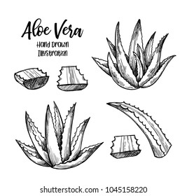 Hand drawn vector illustration. Aloe vera. Herbal plant. Clipart in sketch style. Perfect for cosmetics labels, invitations, cards, leaflets etc
