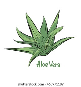 Hand drawn vector illustration of aloe vera. Herbal ingredient in cosmetology or pharmacy. Treatment plant sketch.