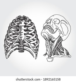 Hand Drawn Vector Illustration of Anatomic Elements