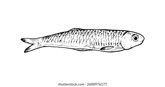 Hand drawn vector illustration of anchovy fish in black and white. Isolated sketch with vintage engraving details, perfect for seafood and marine life designs. With a silhouette on the background