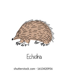 Hand drawn vector illustration animal of Australia echidna isolated on white background. Wild life and fauna. Best for children's books, cards, posters, sites, stickers, magazines, print, banner.