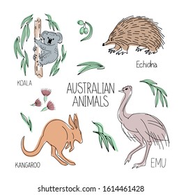 Hand drawn vector illustration animal of Australia echidna, kangaroo, koala, ostrich Emu, lettering isolated on white background. Wild life and fauna. Best for children's books, cards, posters, print