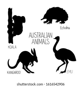 Hand drawn vector illustration animal of Australia echidna, kangaroo, koala, ostrich Emu, lettering isolated . Wild life and fauna. Best for children's books, cards, posters, sites, stickers, magazine