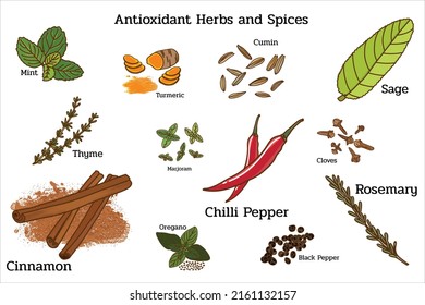 Handgezeichnete Vektorgrafik von antioxidativen Kräuter und Gewürzen wie Minze, Kurkuma, Pfeffer, Cumin, Salbei, Thymian, Zimt, Oregano, Rosmarin, Marjoram, Klee einzeln auf weißem Hintergrund.